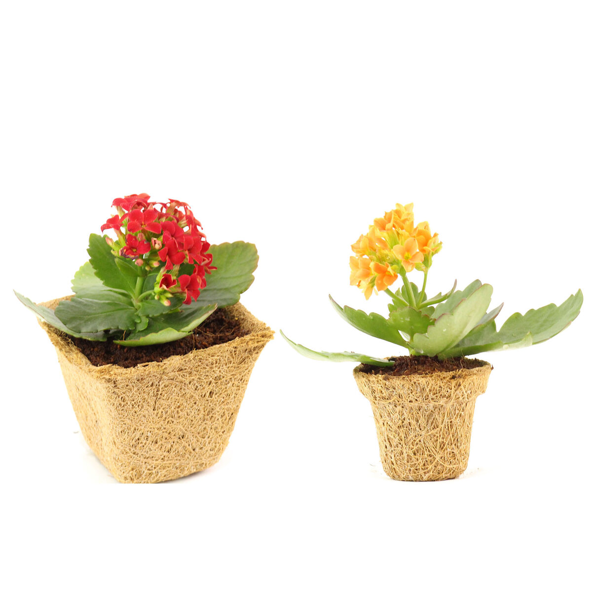 Seed Starter Coco Pots